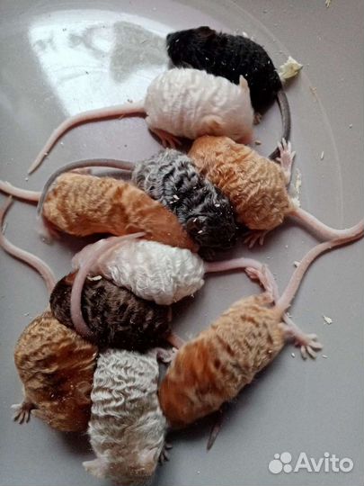 Сатиновые мыши