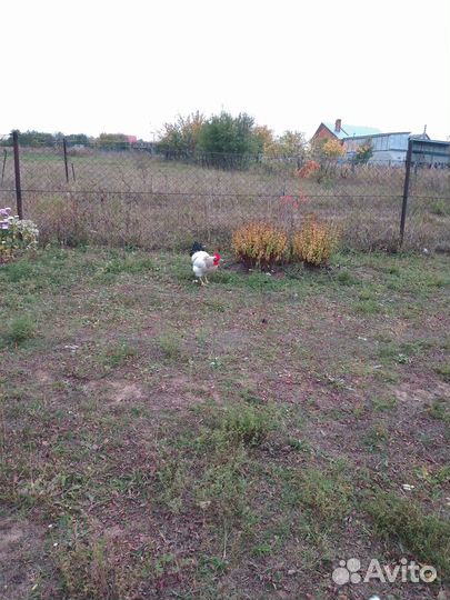 Петухи доминанты