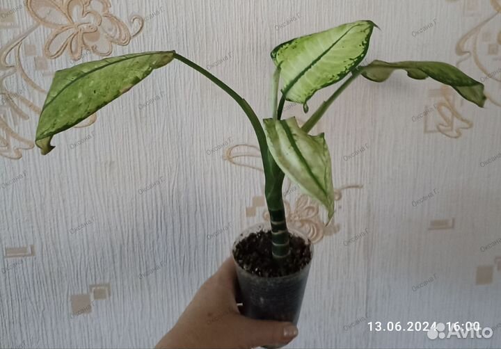 Диффенбахии