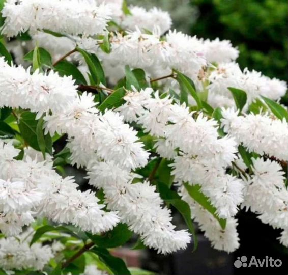 Дейция махровая