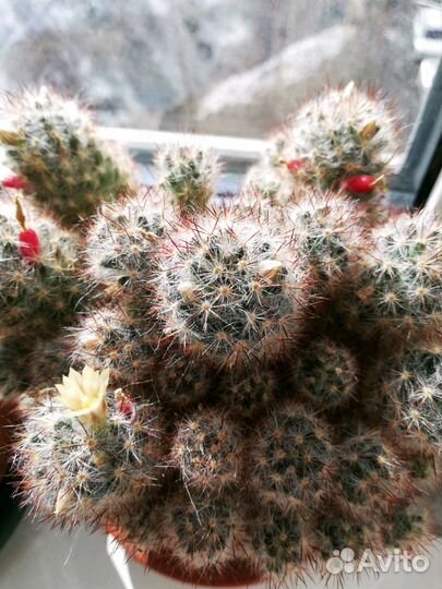 Кактус Мамилярия Пролифера (Побегоносная) цветущая