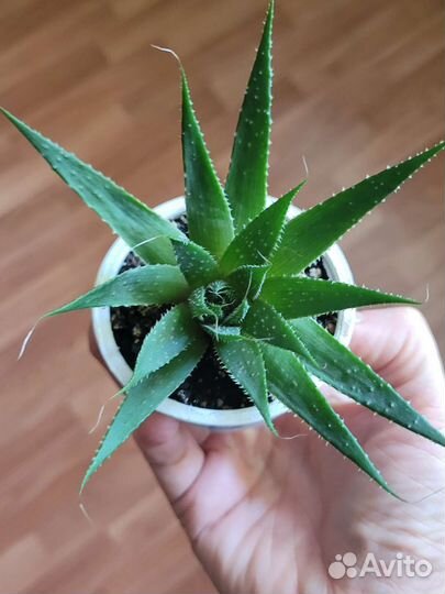 Алоэ остистое