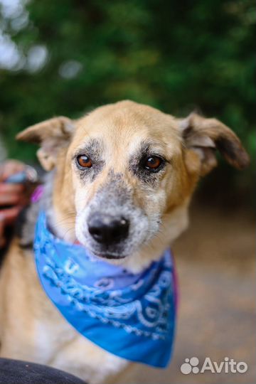 Вернули в приют, снова ищет дом милая собака