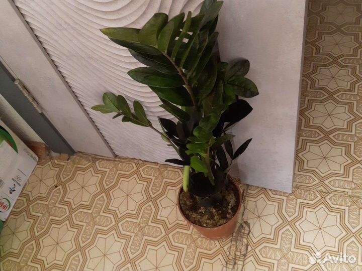 Замиокулкус Равен черный и зензи