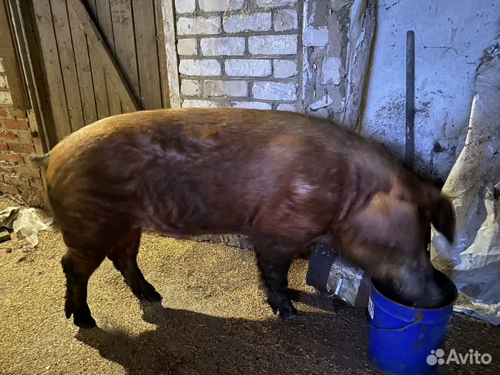 Хряк на племя
