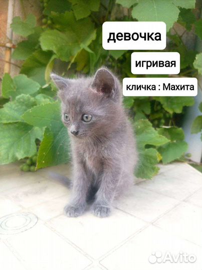 Котята в добрые руки