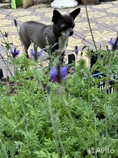 Лаванда Торч Блю F1