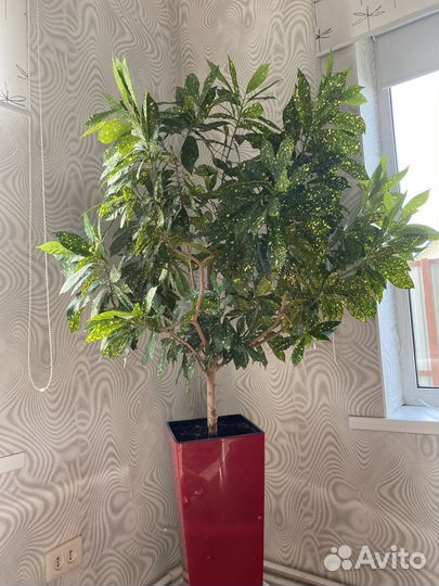 Кодиеум кротон