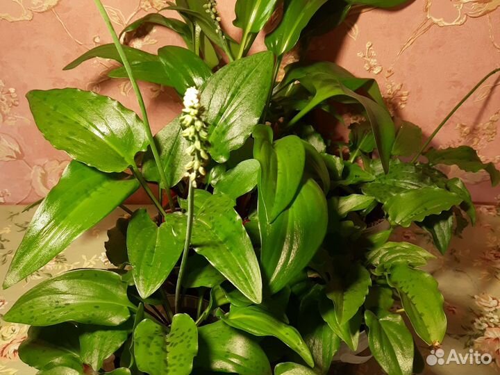 Комнатные цветы