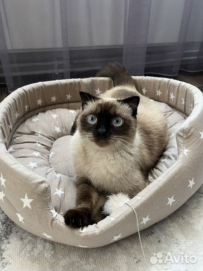 Отдам даром бесплатно в дар