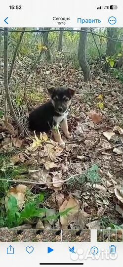 Щенки бесплатно