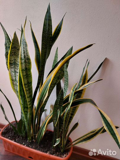 Сансевиерия растение