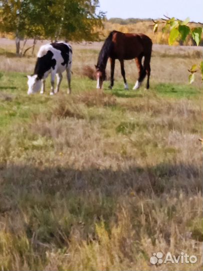 Продам жеребца быков на мясо