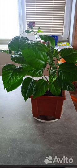 Гибискус китайская роза красная