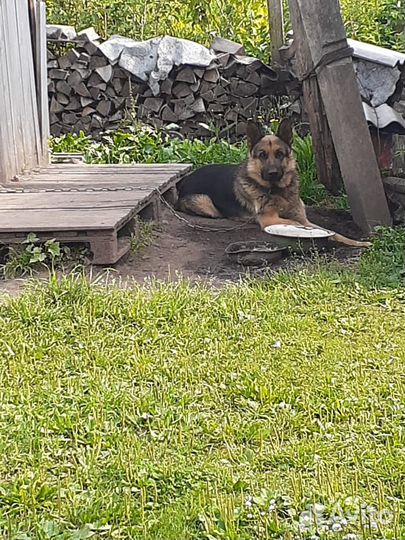 Отдам Немецкую овчарку в добрые руки