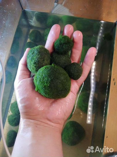 Аквариумная водоросль кладофора шаровидная