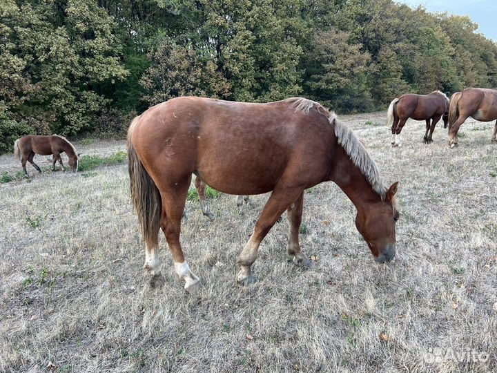 Кобыла. Ст.Северская