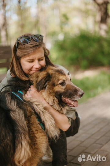 Большая собака в добрые руки
