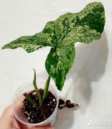 Сингониум ангустатум шот