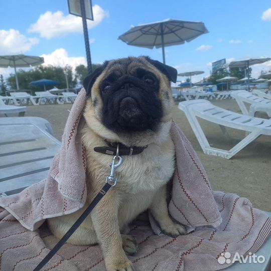 Мопс