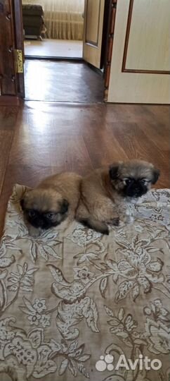 Щенки пекинеса