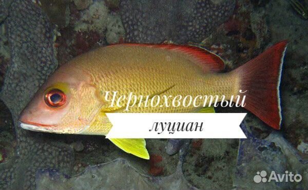 Чернохвостый луциан, М (морская рыбка в наличии)