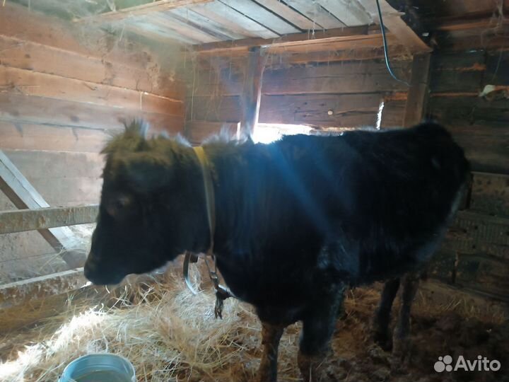 Абердин ангус телки