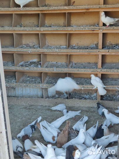 Бойные голуби