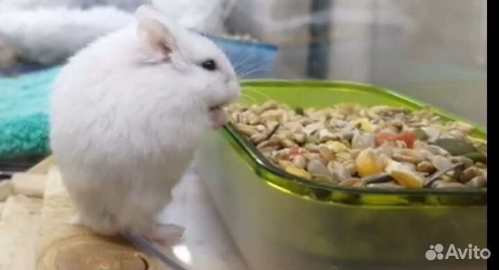 Продам хомячков Кэмпбелла из питомника 