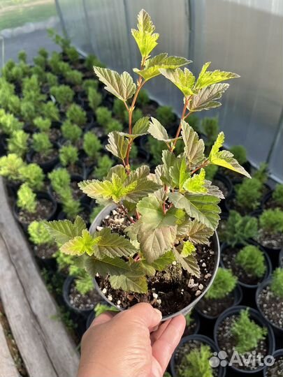 Пузыреплодник 2 сорта