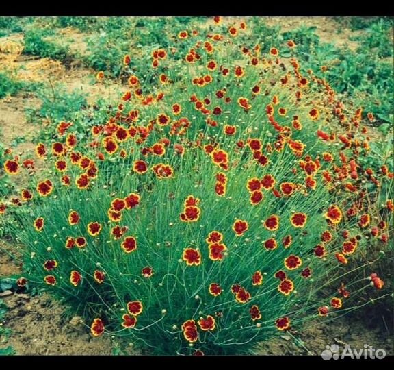 Космидиум, семена