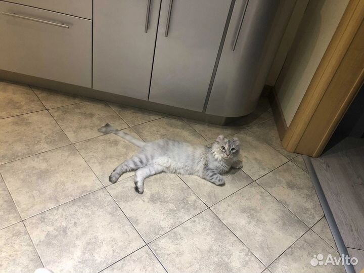 Кошки в добрые руки даром