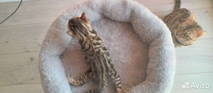 Бенгальские котята с документами