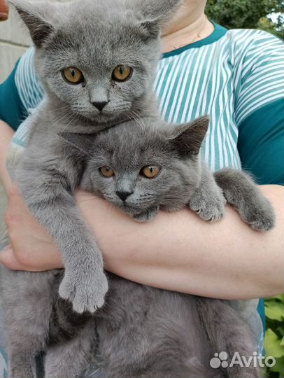 Британские котята