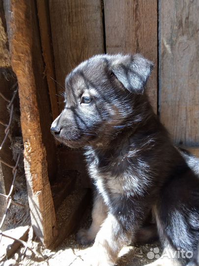 Смесь немецкой овчарки и хаски