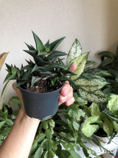 Хавортия, суккуленты