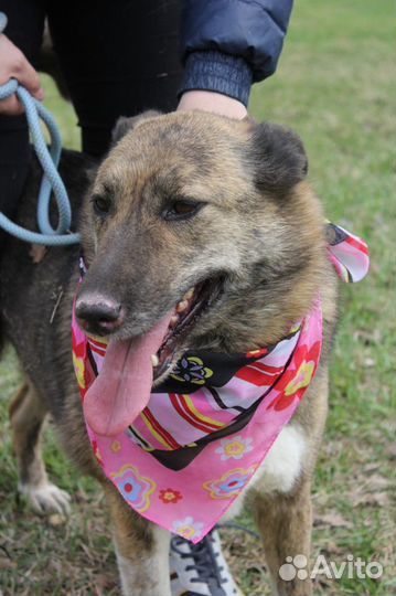 Добрая молодая собака Даша ищет дом