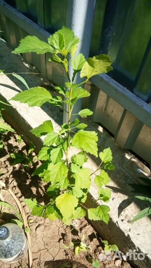 Гибискус древовидный розовый