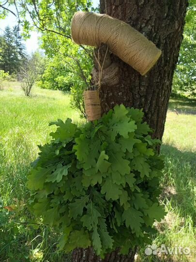 Дубовые веники для бани