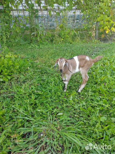 Нубийские козлята