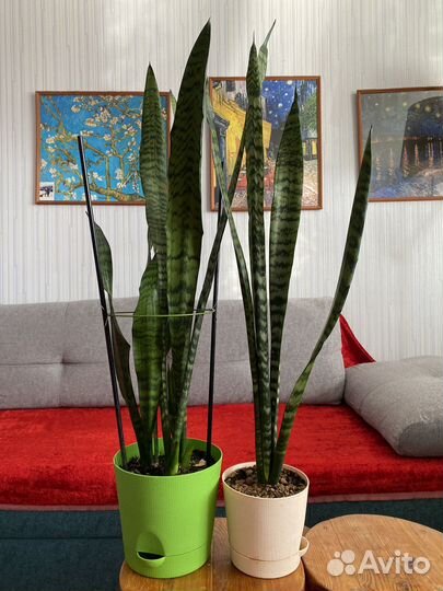 Комнатные растения для дома и офиса