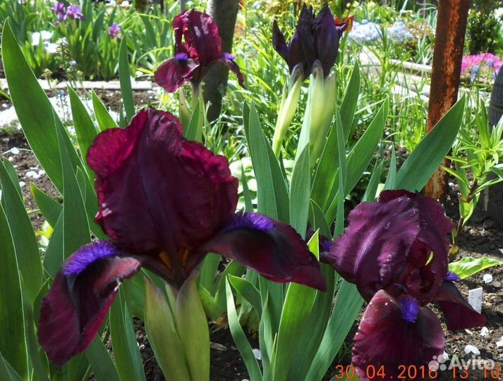 Карликовые ирисы