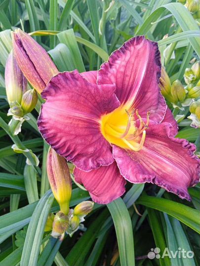 Лилейник гибридный Рози Рино