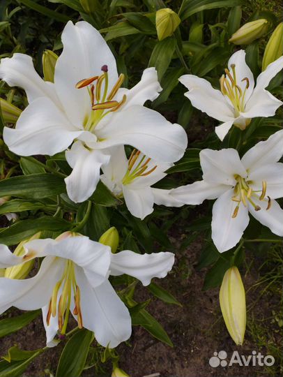 Лилии, лилейники