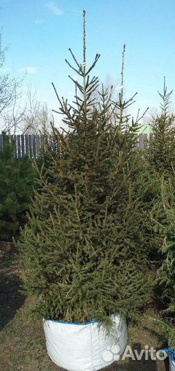 Сибирская ель экстра класс. Саженцы