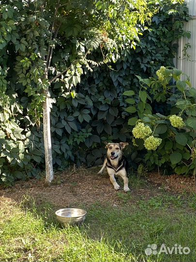 Собака в добрые руки