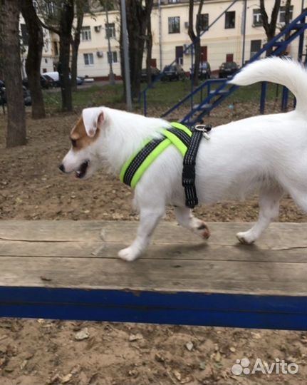 Джек Рассел терьер в аренду для съемок