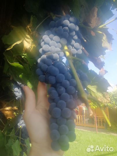 Виноград Изабелла