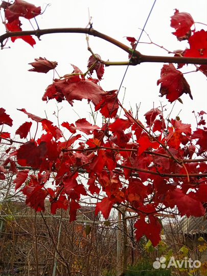 Саженцы Винограда 