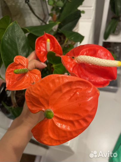 Антуриум, кодиеум